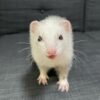 Kevin
