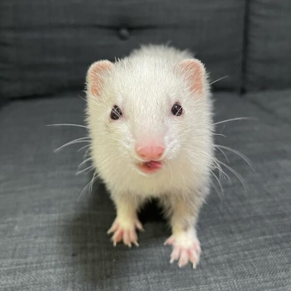 Kevin