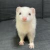 Kevin