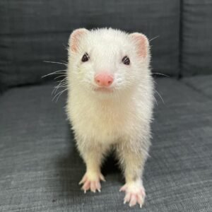 Kevin