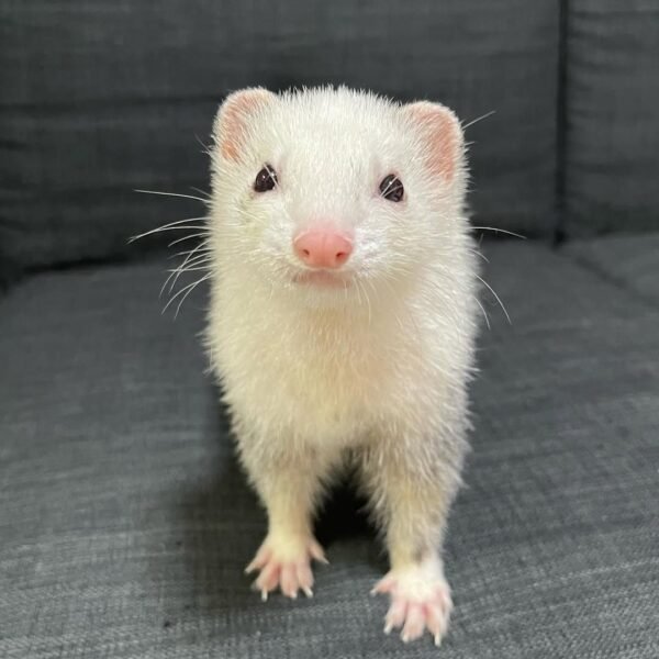 Kevin