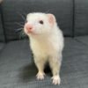 Kevin
