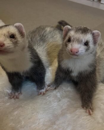 Leo and Luna