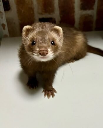 Bandit