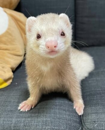 Lena
