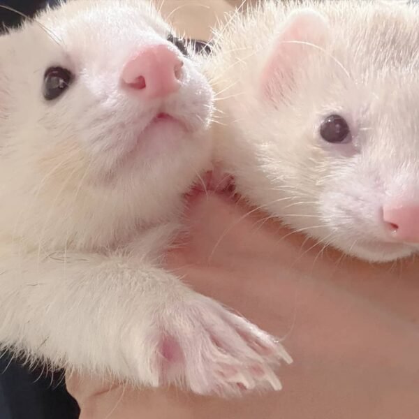 lily & luna