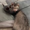 Nymeria