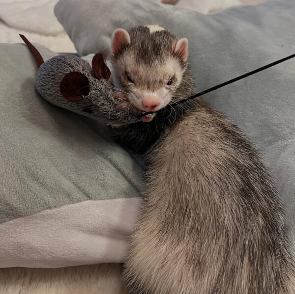 Nymeria