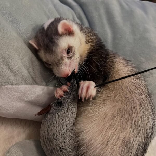 Nymeria